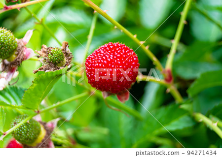Beautiful berry branch japanese strawberry bush Beautiful berry branch japanese strawberry bush 94271434