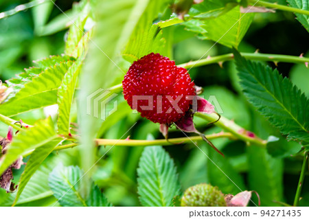 Beautiful berry branch japanese strawberry bush Beautiful berry branch japanese strawberry bush 94271435