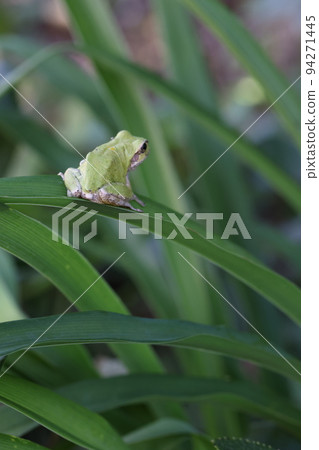 Frog 2022 94271445