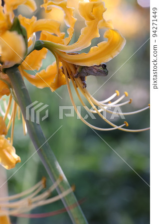 Amaryllis and Frog 2022 94271449