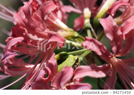 Pink amaryllis and frog 2022 Pink amaryllis and frog 2022 94271450