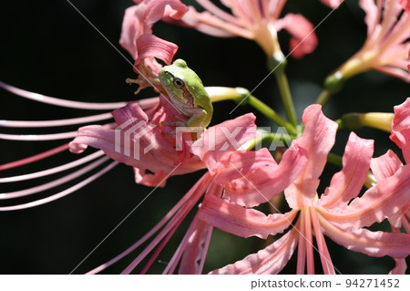 Pink amaryllis and frog 2022 94271452
