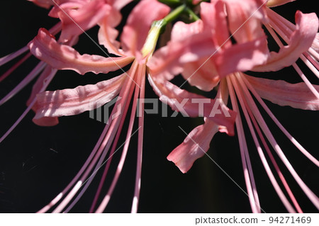 pink cluster amaryllis 2022 94271469