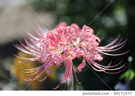 pink cluster amaryllis 2022 94271473