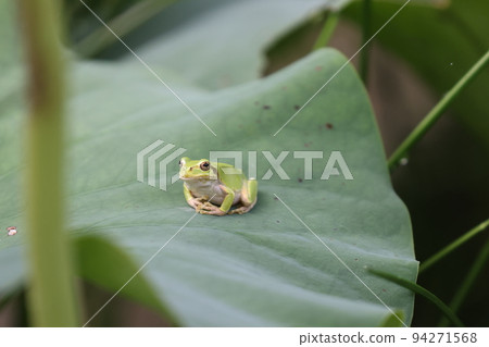 frog 2022 frog 2022 94271568