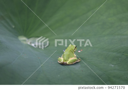 frog 2022 frog 2022 94271570
