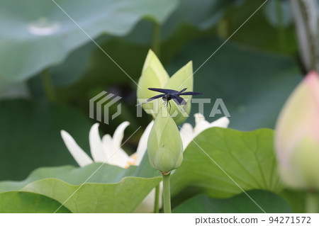 Dragonfly 2022 Dragonfly 2022 94271572