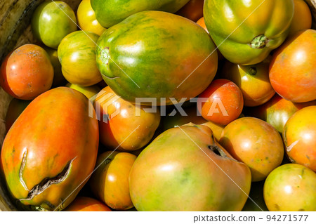 Photography on theme beautiful tomato berry plant 94271577