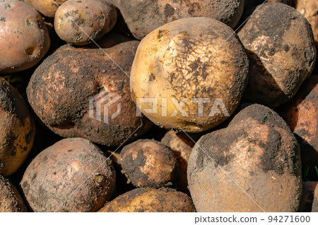 Photography on theme beautiful potato plant with natural dark ground Photography on theme beautiful potato plant with natural dark ground 94271600
