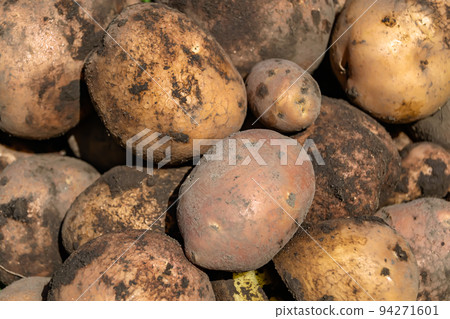 Photography on theme beautiful potato plant with natural dark ground Photography on theme beautiful potato plant with natural dark ground 94271601