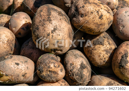 Photography on theme beautiful potato plant with natural dark ground 94271602