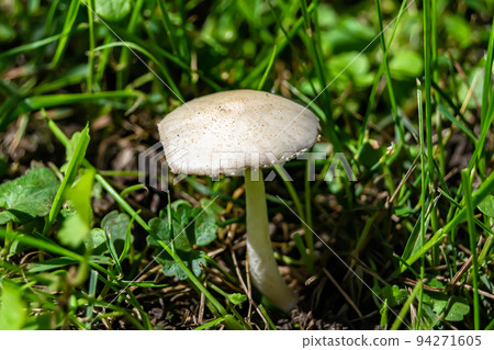 Photography to theme large beautiful poisonous mushroom in forest 94271605
