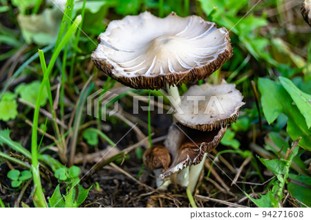 Photography to theme large beautiful poisonous mushroom in forest 94271608