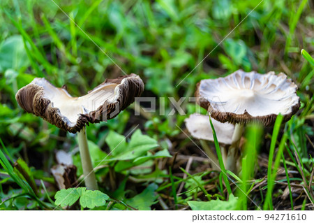 Photography to theme large beautiful poisonous mushroom in forest 94271610