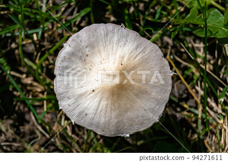 Photography to theme large beautiful poisonous mushroom in forest Photography to theme large beautiful poisonous mushroom in forest 94271611