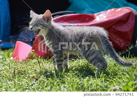 Small kitten in the grass Small kitten in the grass 94271741
