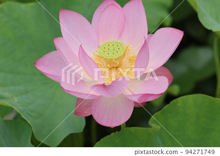 蓮花2022 94271749