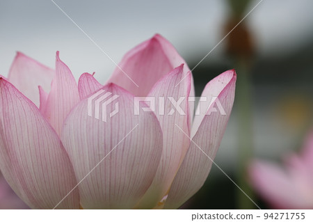 蓮花2022 蓮花2022 94271755