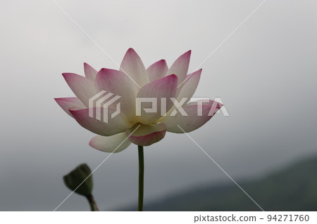 蓮花2022 蓮花2022 94271760