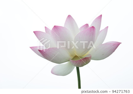 蓮花2022 蓮花2022 94271763