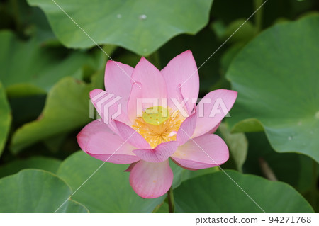 蓮花2022 蓮花2022 94271768