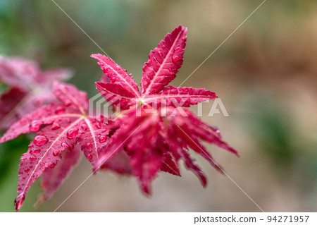 楓葉在雨中濕潤 94271957