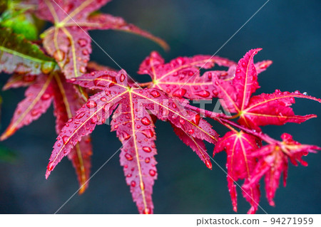 楓葉在雨中濕潤 94271959