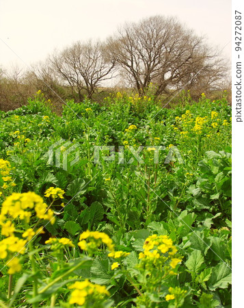 春天油菜花盛開時的江戶川河床景色 春天油菜花盛開時的江戶川河床景色 94272087