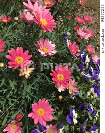 粉紅瑪格麗特花 粉紅瑪格麗特花 94272238