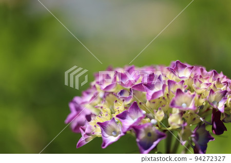 Hydrangea 2022 Hydrangea 2022 94272327