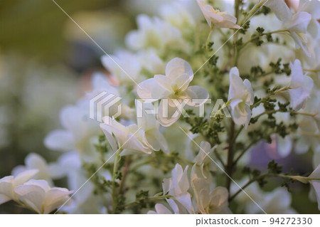 繡球花2022 繡球花2022 94272330