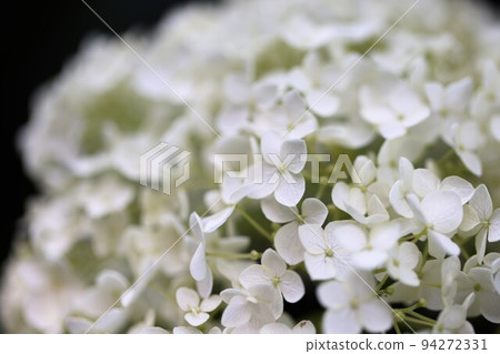 繡球花2022 繡球花2022 94272331