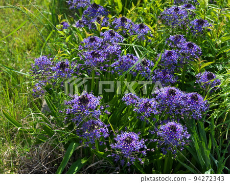 五月在 Kazusa Okitsu 站 94272343