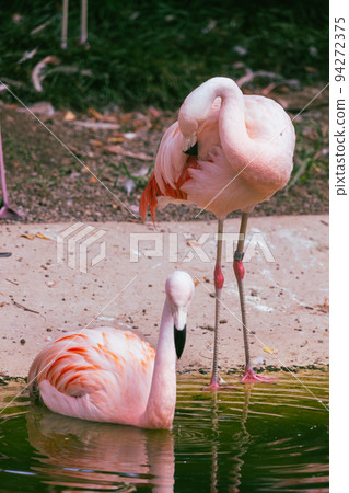 Flamingo grooming by the water 94272375
