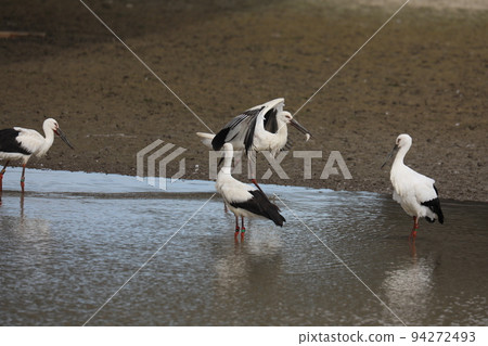 stork 2021 stork 2021 94272493