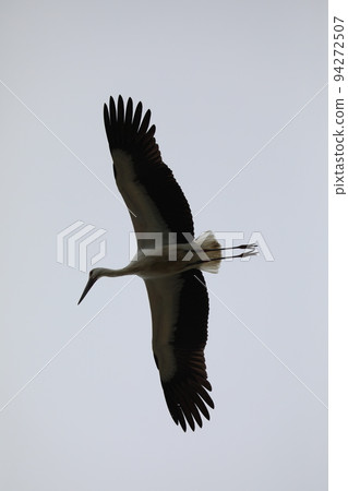 stork 2021 stork 2021 94272507
