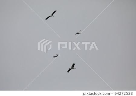 stork 2021 stork 2021 94272528