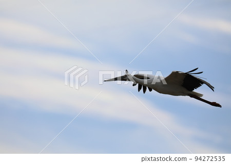 stork 2021 stork 2021 94272535