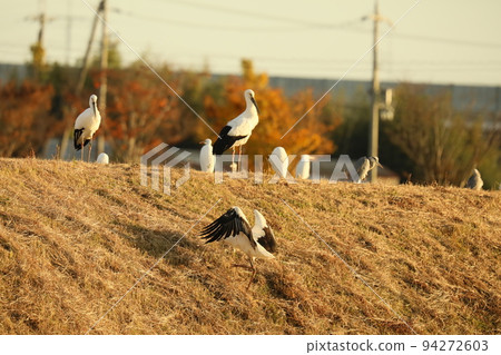 stork 2021 stork 2021 94272603