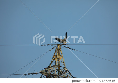 stork 2021 stork 2021 94272646