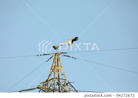 stork 2021 stork 2021 94272672