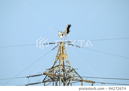 鸛 2021 鸛 2021 94272674