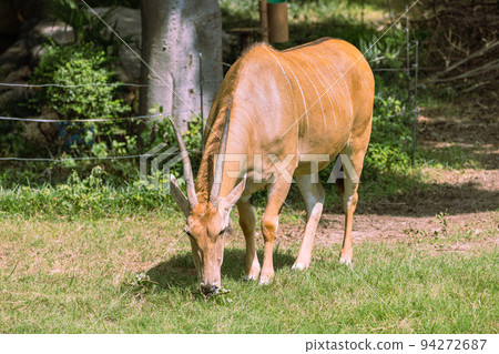 Eland of Tennoji Zoo Eland of Tennoji Zoo 94272687