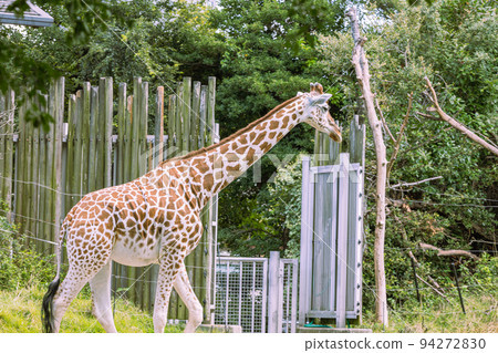 天王寺動物園的長頸鹿 94272830