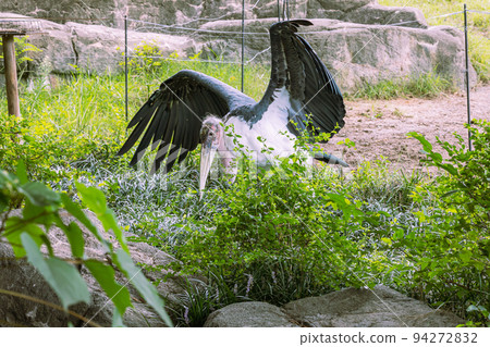 天王寺動物園的鸛鸛 94272832
