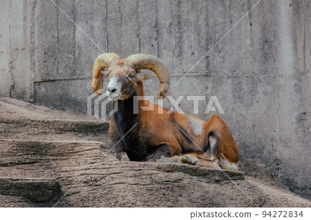 Mouflon 擱在岩石上 94272834