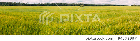 Panoramic view of Green Wheat Barley Field. Concept Of Abundance Of Crops Harvest. Beautiful Rural Landscape. spring season. Skyline 94272997