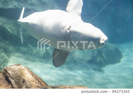 Aichi Port of Nagoya Public Aquarium Beluga 94273265