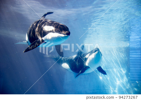 愛知名古屋港水族館游泳虎鯨 94273267