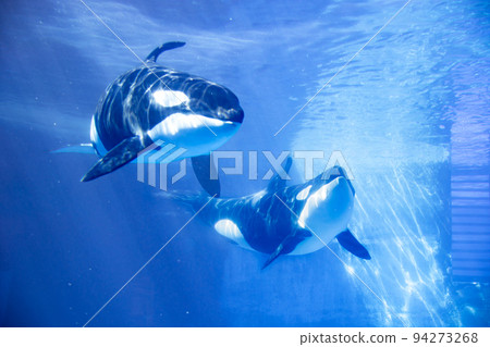 愛知名古屋港水族館游泳虎鯨 94273268